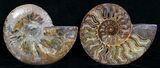 Split Ammonite Pair - Crystal Lined #5950-1